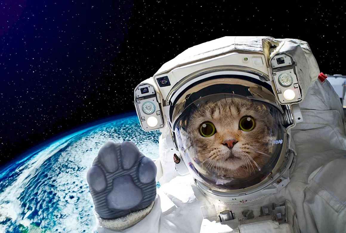 Котик космонавт