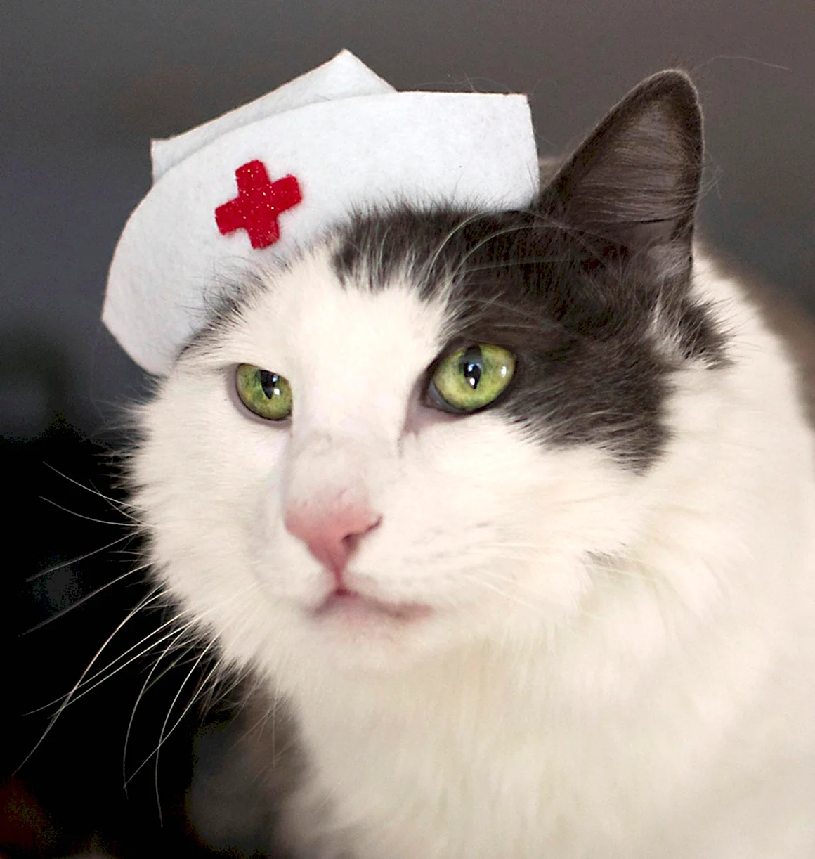 Котик медик