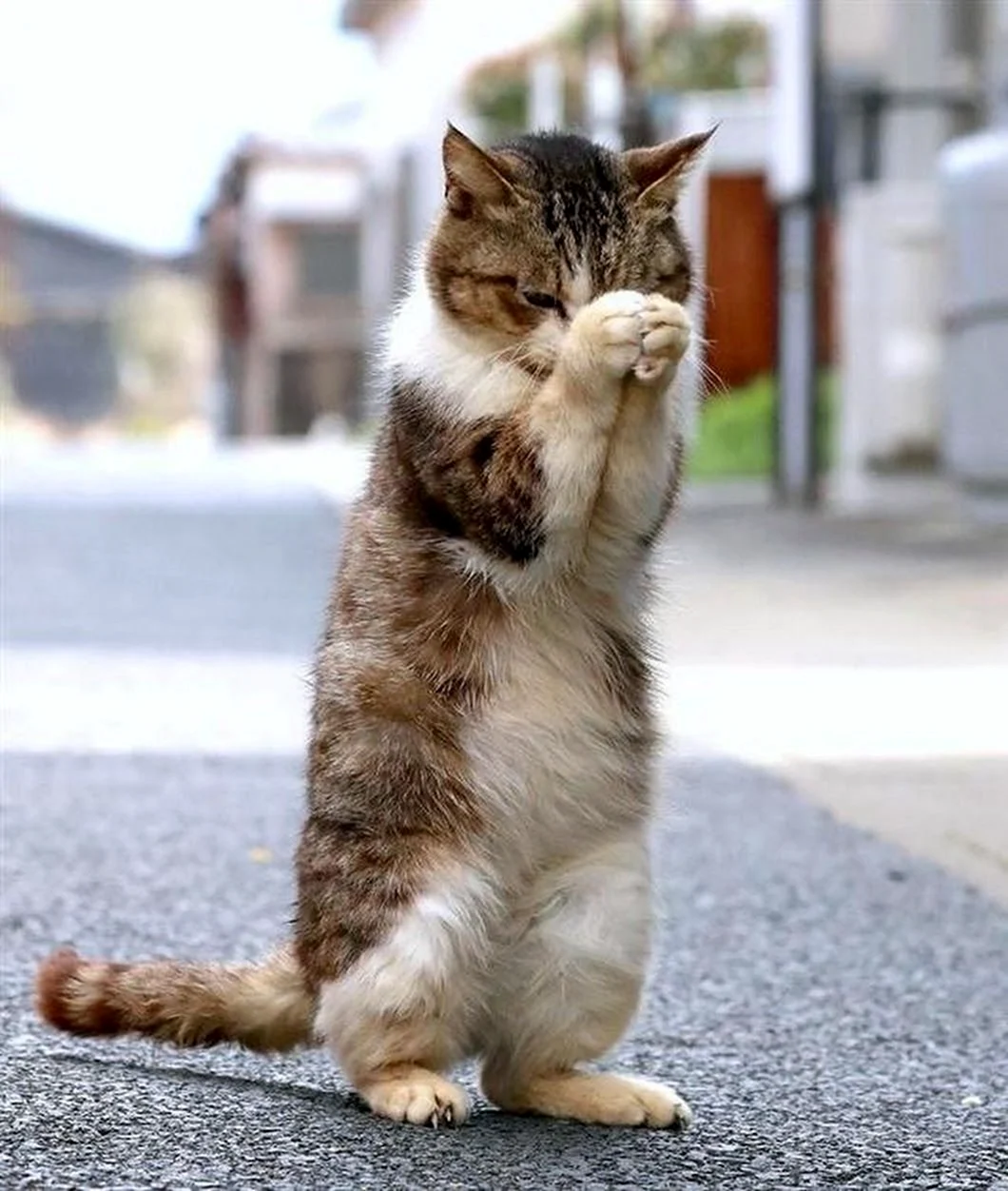 Котик молится