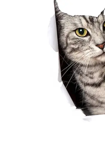 Котик на белом фоне
