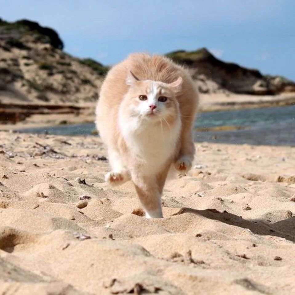 Котик на море