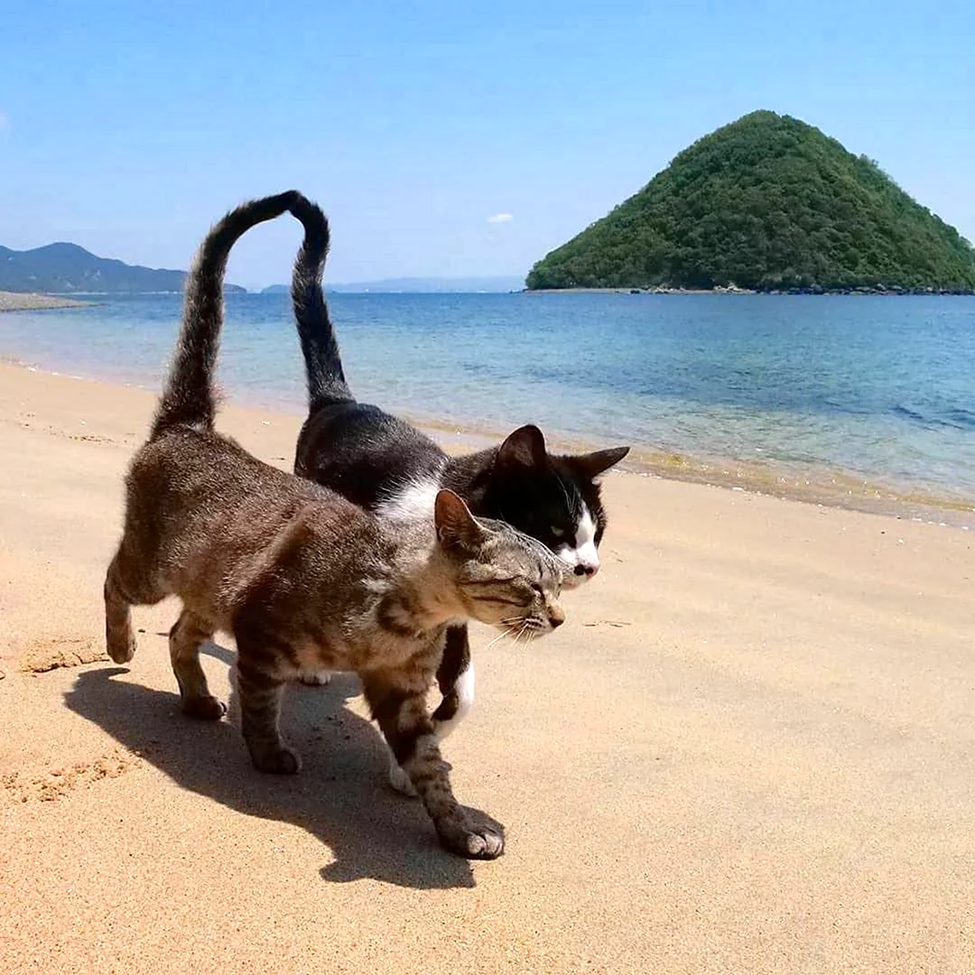 Котик на море