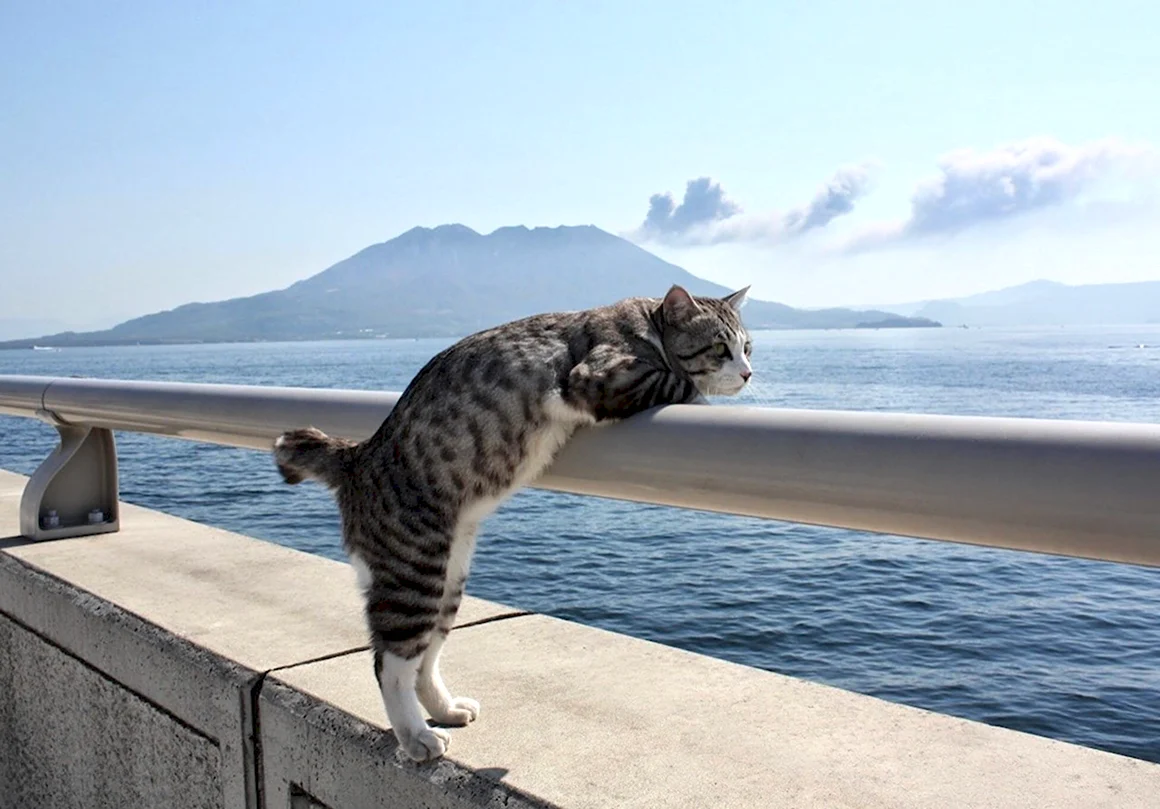 Котик на море