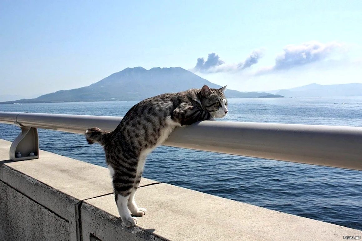 Котик на море