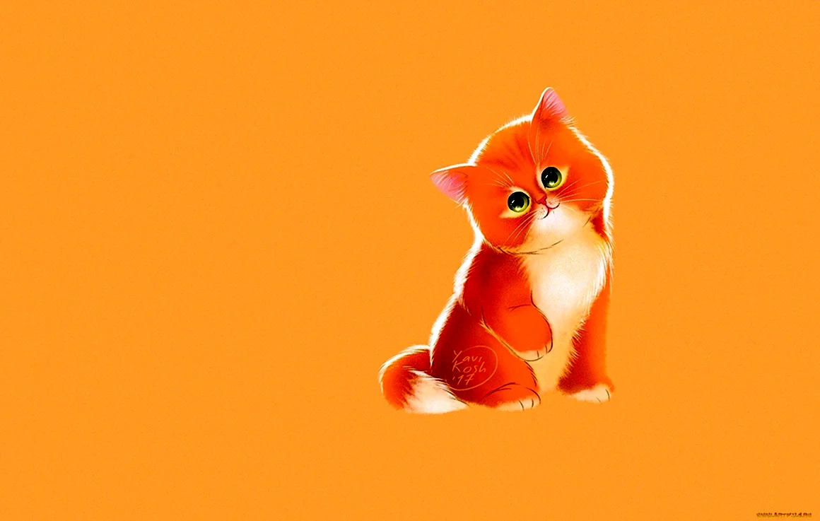 Котик на однотонном фоне