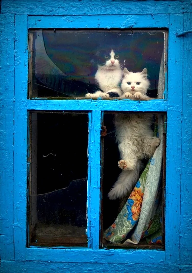 Котик на окне