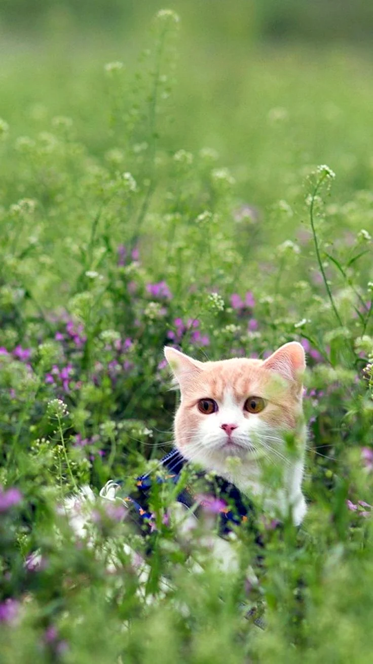 Котик на природе