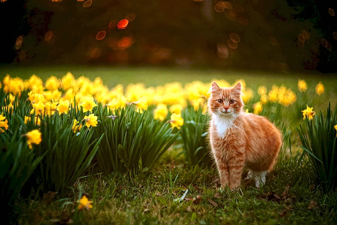 Котик на природе