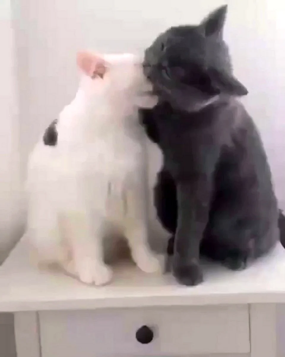 Котик обнимает гиф
