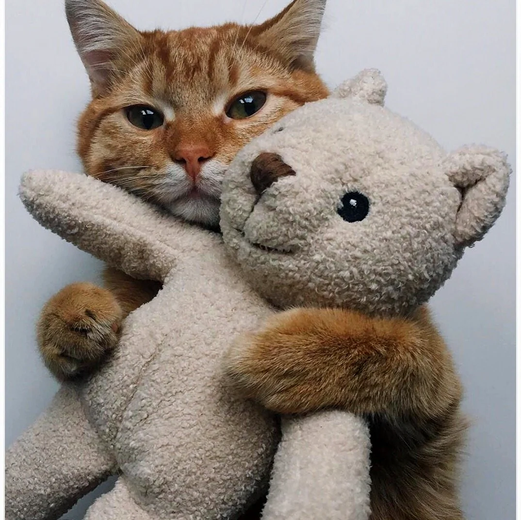 Котик обнимашка