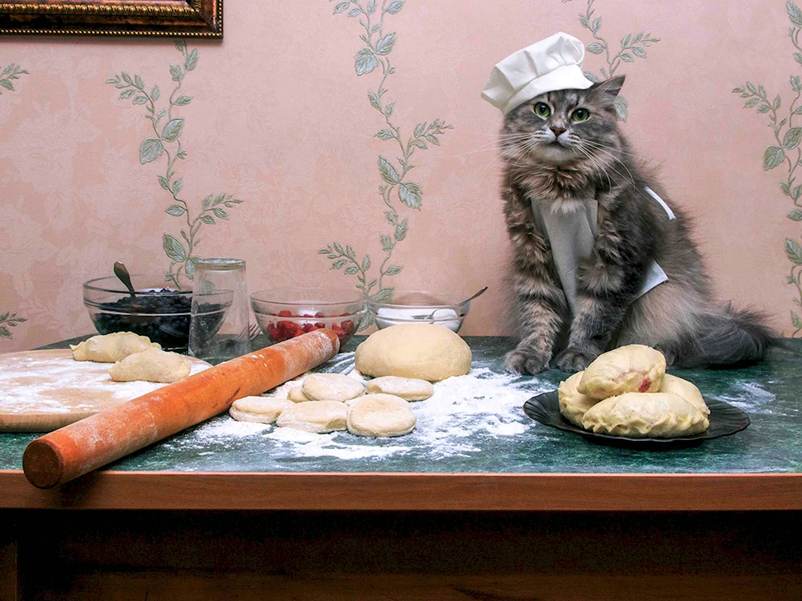 Котик повар