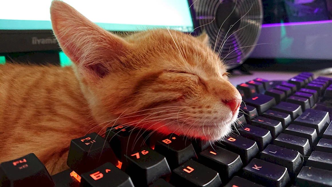 Котик программист
