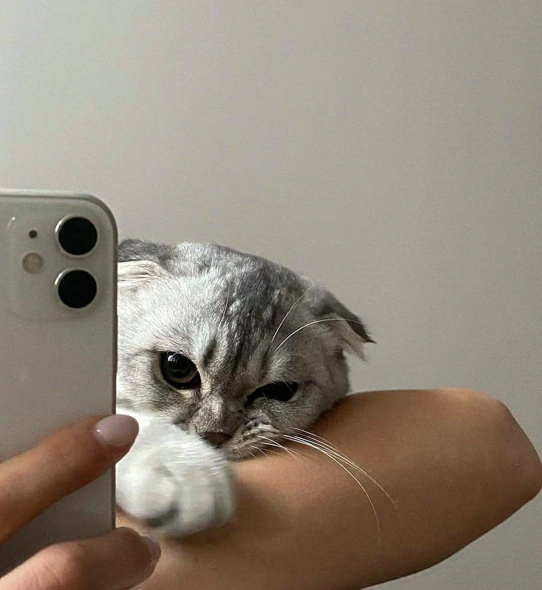 Котик с айфоном