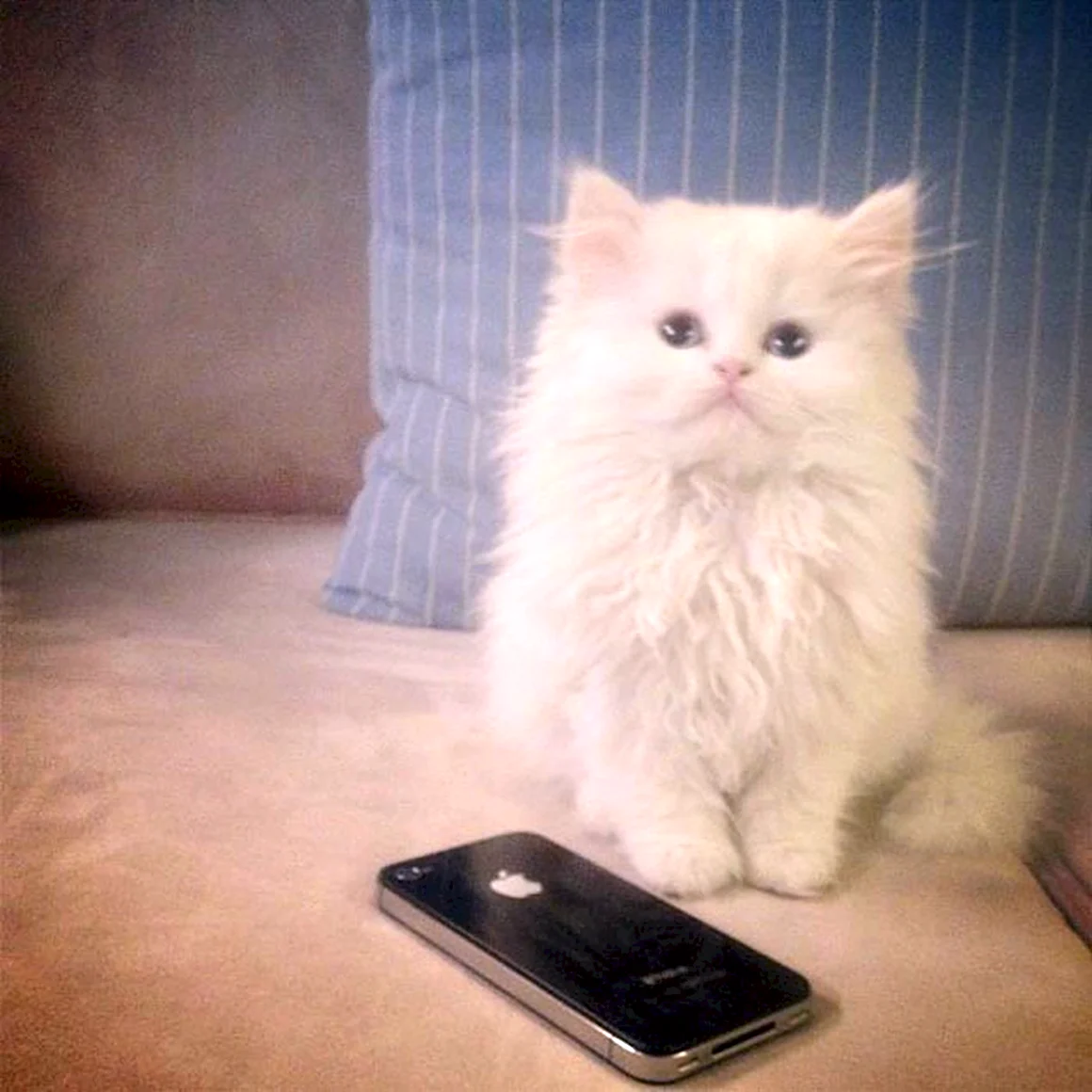 Котик с айфоном