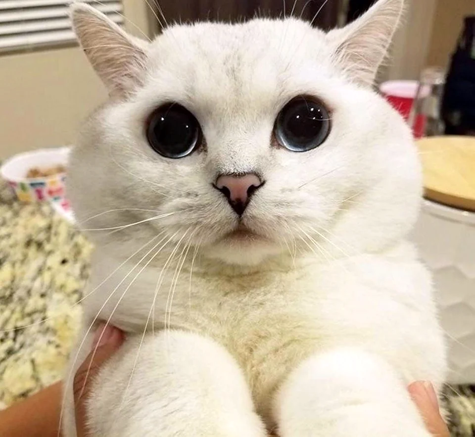 Котик с большими глазами