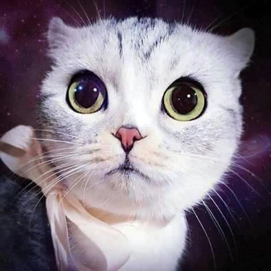 Котик с большими глазами