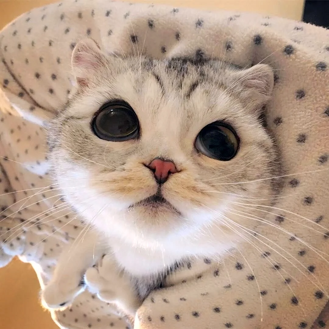 Котик с большими глазами