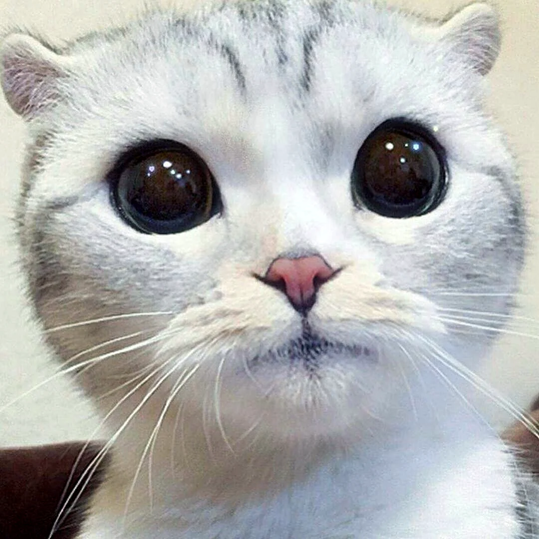 Котик с большими глазами