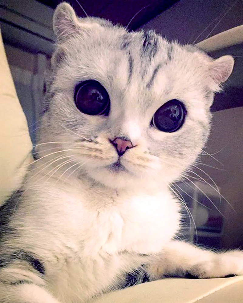 Котик с большими глазами