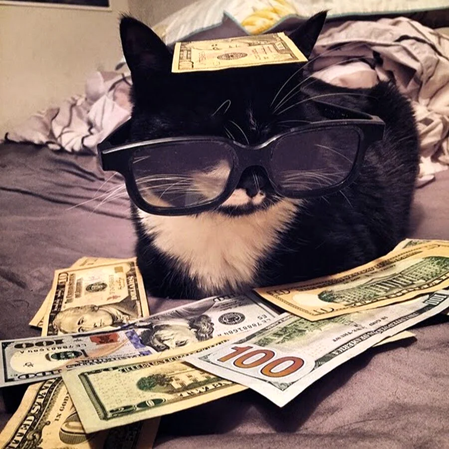 Котик с деньгами