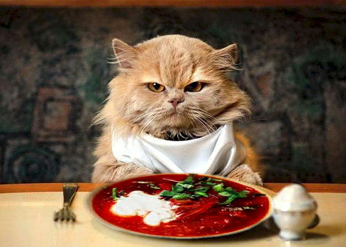 Котик с едой