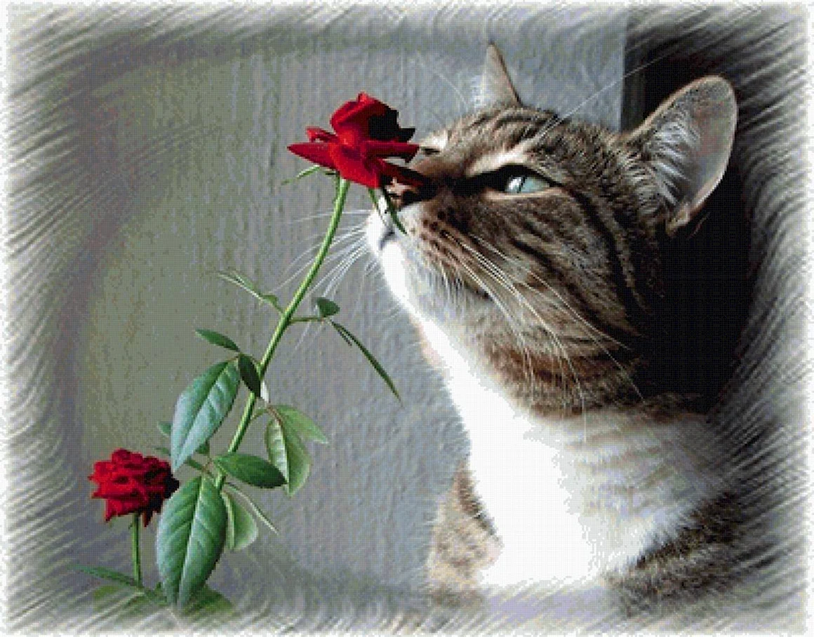 Котик с розой