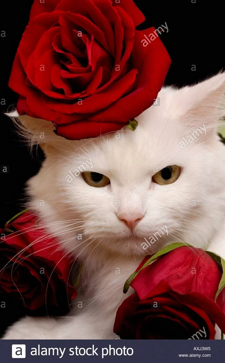 Котик с розой