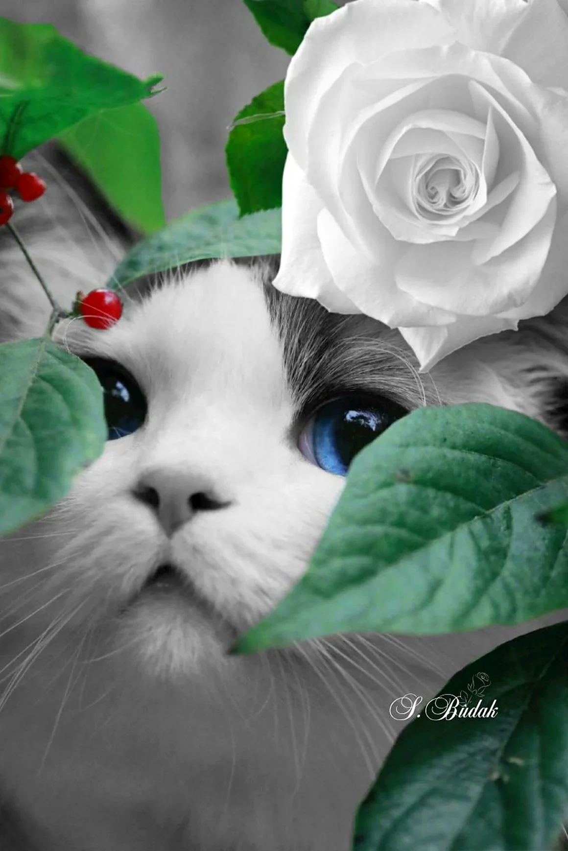 Котик с розой