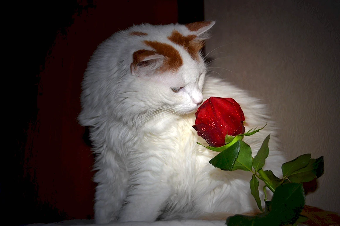 Котик с розой