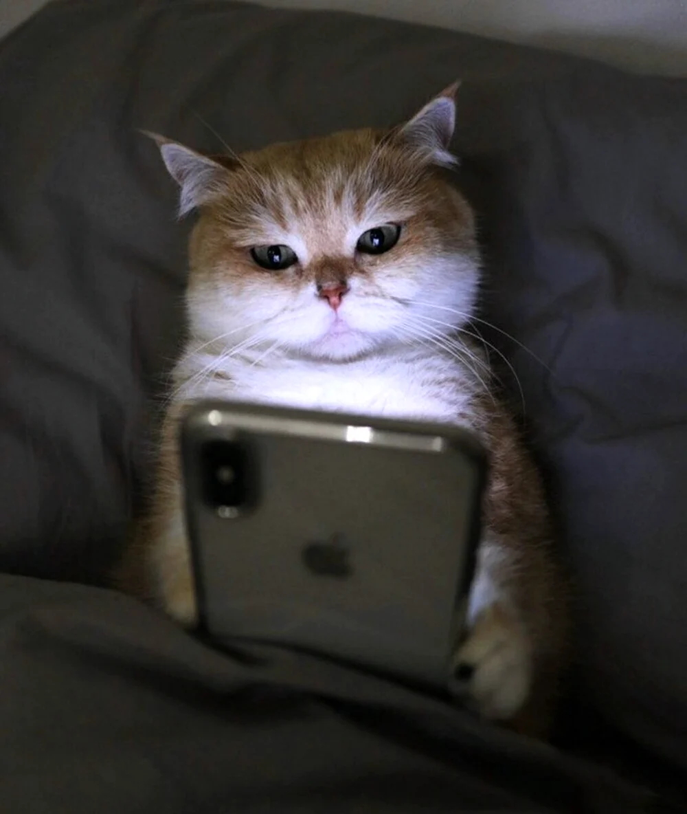 Котик с телефоном