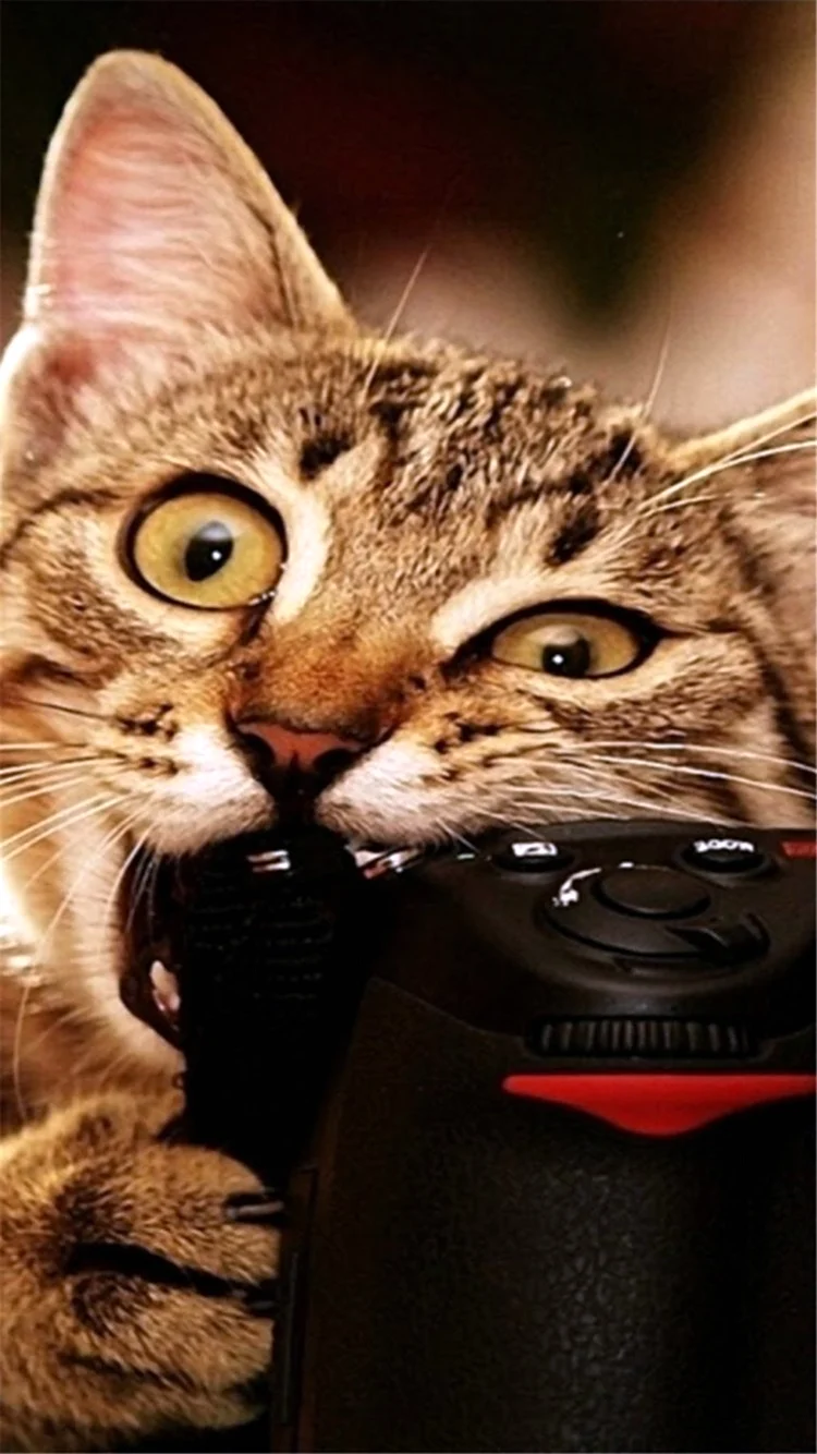 Котик с телефоном