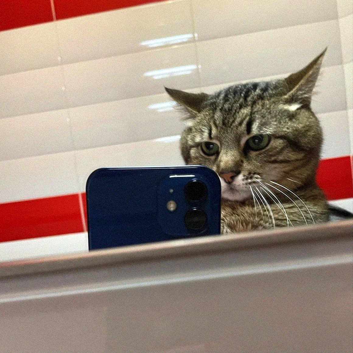 Котик с телефоном в зеркале