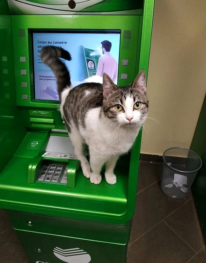 Котик Сбера