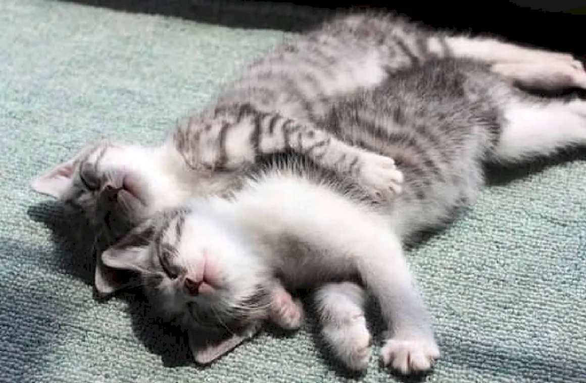 Котик спит