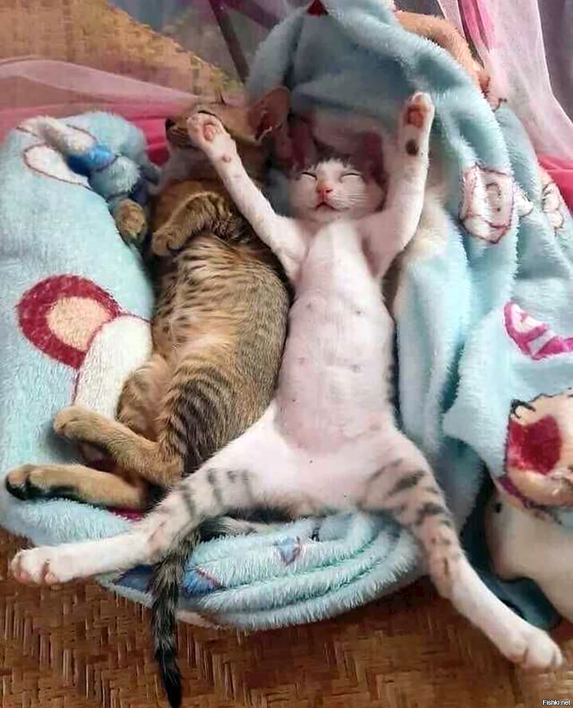 Котик спит