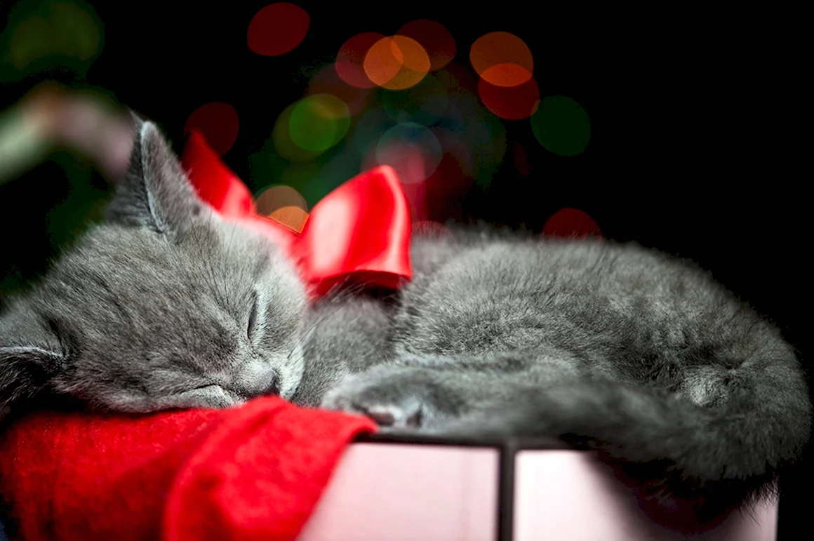 Котик спит