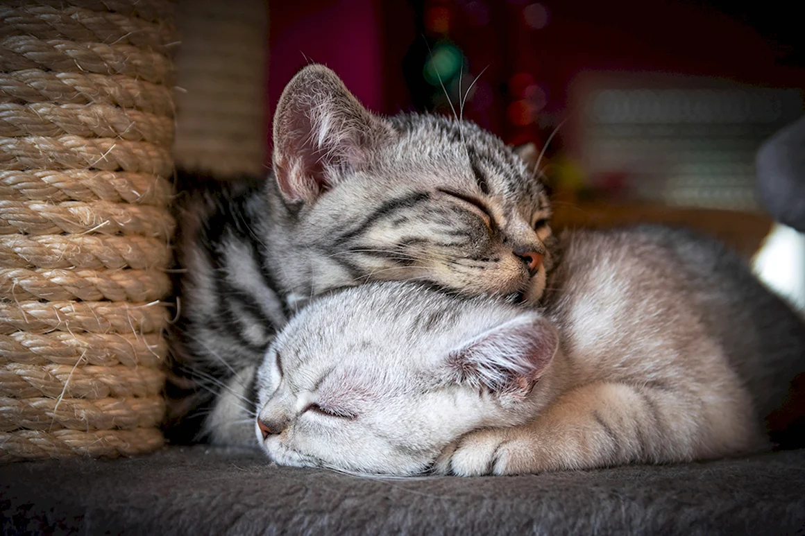 Котик спит