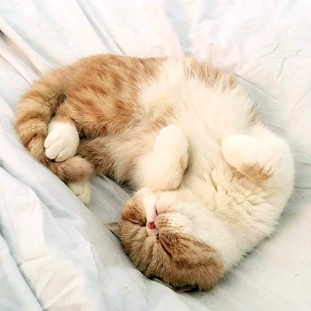 Котик спит