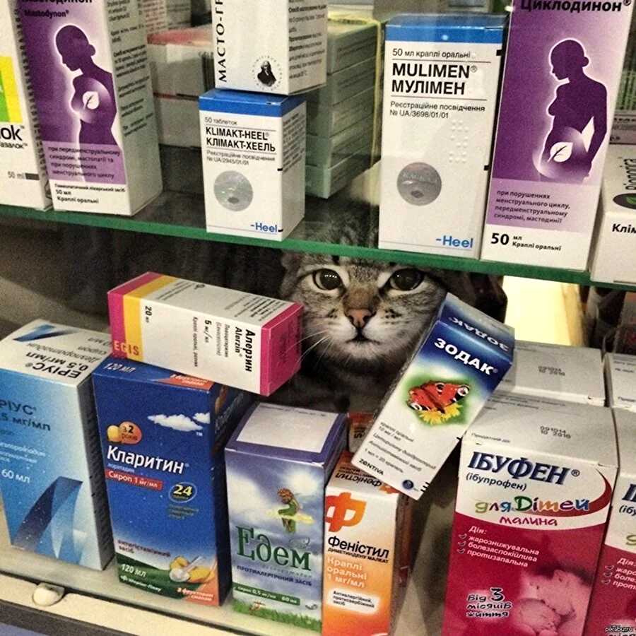 Котик в аптеке
