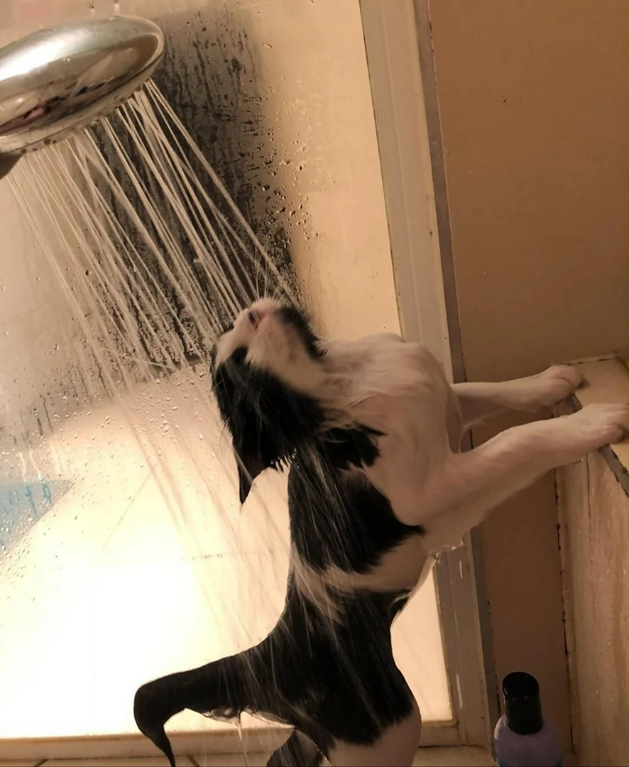 Котик в душе
