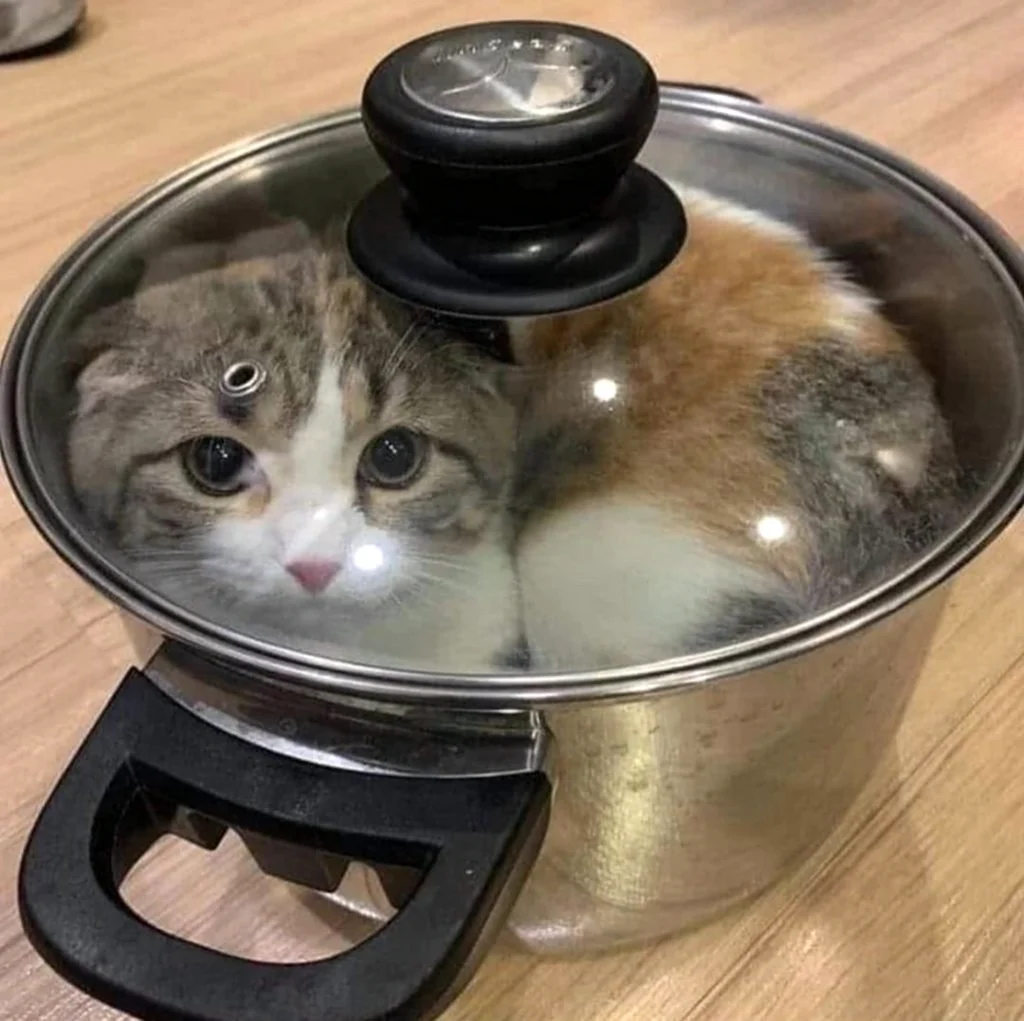 Котик в кастрюле