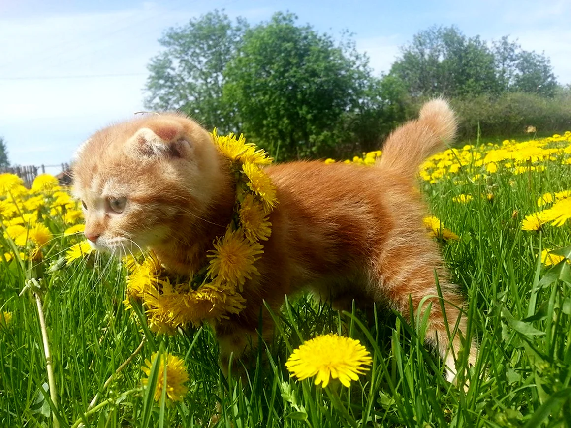 Котик в одуванчиках