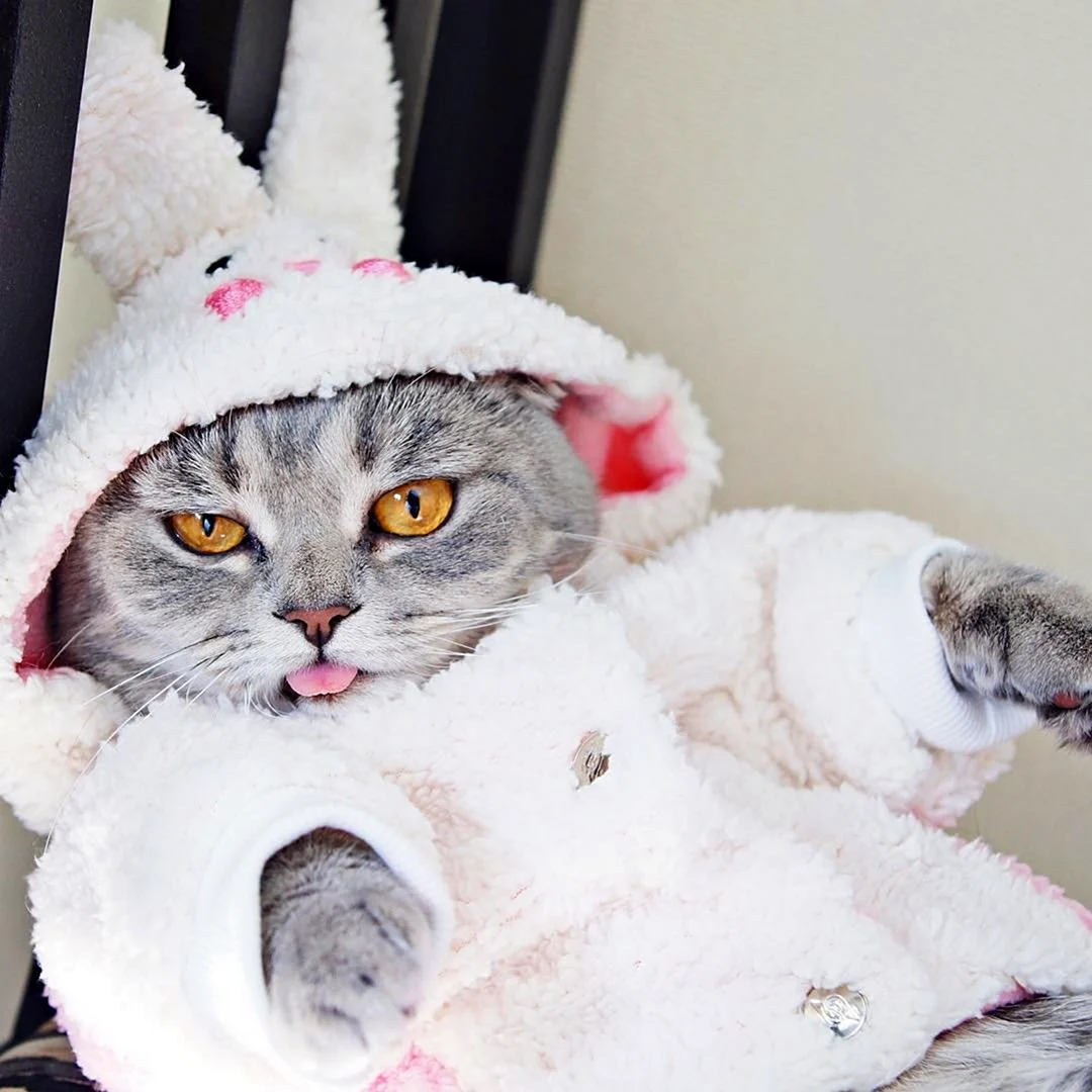 Котик в пижаме