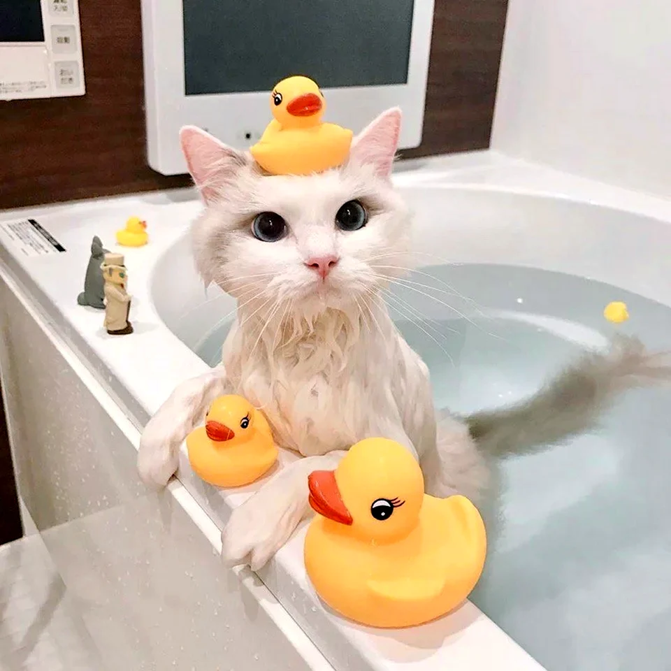Котик в ванной