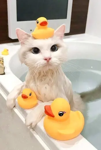 Котик в ванной
