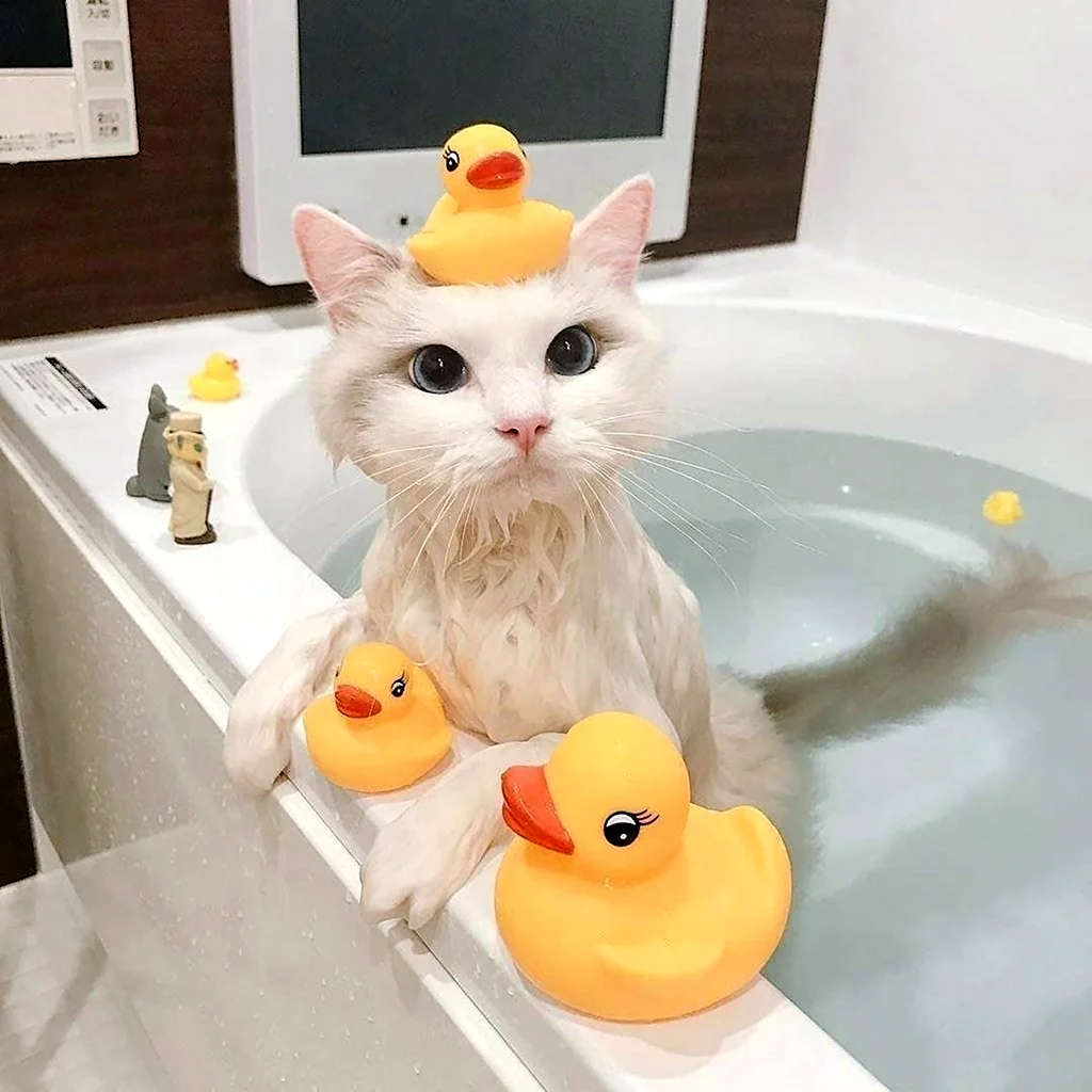 Котик в ванной
