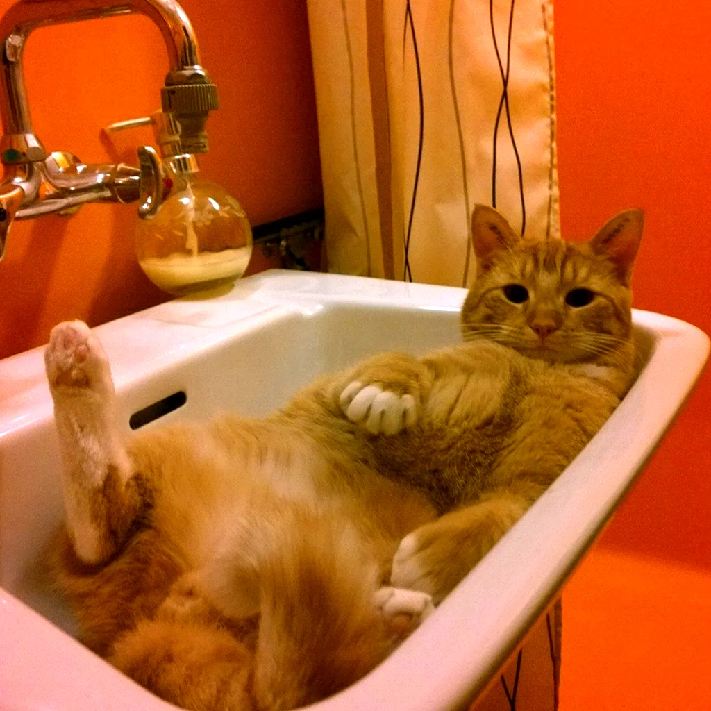Котик в ванной
