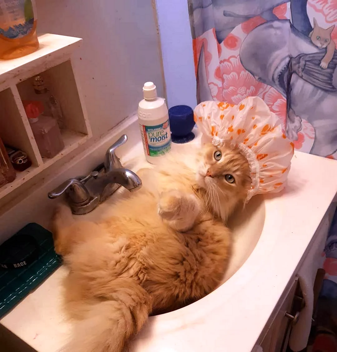 Котик в ванной
