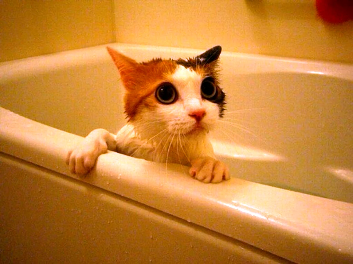 Котик в ванной