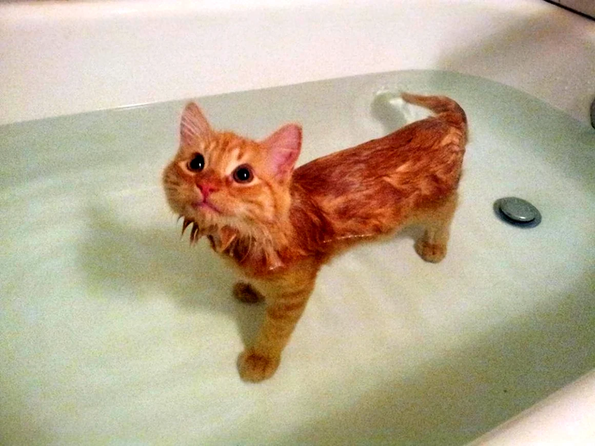 Котик в ванной